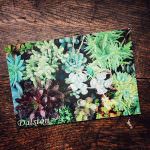 ダルストン　ポストカード